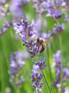 A bee pollinates lavender on a sunny day, showcasing vibrant nature and floral beauty.